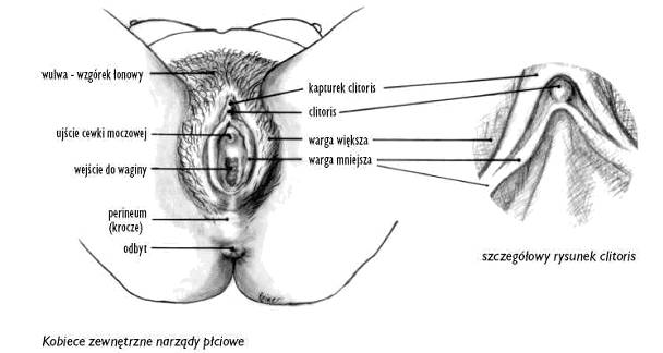 Wulwa i wagina - budowa